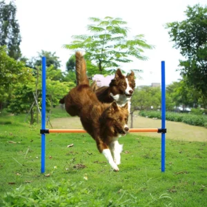 Latest Design Water Resistant Bite Resistant Pet Training Equipment Dog Agility Training Gear for Dog Running Jumping Training