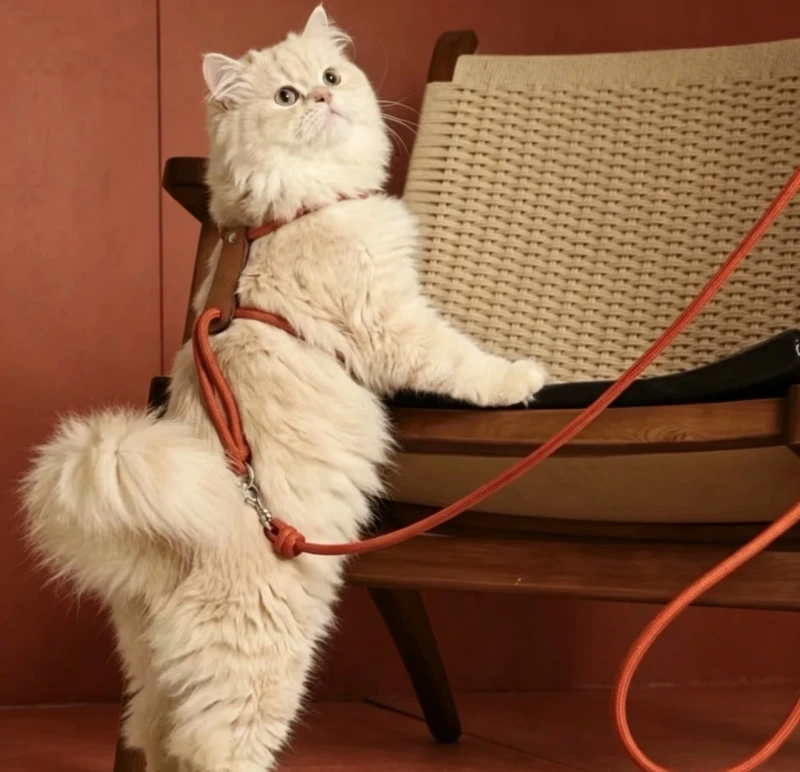 Lightweight Essential Pet Harness for Cats and Dogs