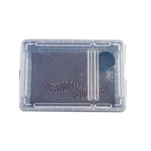 Miniature Breeding Box Turtle Scorpion Spider Cage Reptile Supplies Plastic Container