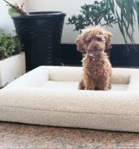 Modern Neutral Color Indoor Pet Beds Furniture Rectangle Oxford Fabric Velvet with Removable Cover Solid Pattern Dog Bed