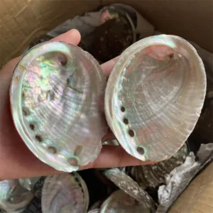 Natural Abalone Shells Conch Shells Aquarium Aquascape Burnt Sage Ornaments Semi Precious Stone Crafts for Decor