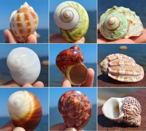 Natural Conch Hermit Crab Roll Shell Polished Fish for Tank Aquarium Landscaping Ornament Mediterranean Decorative Crafts