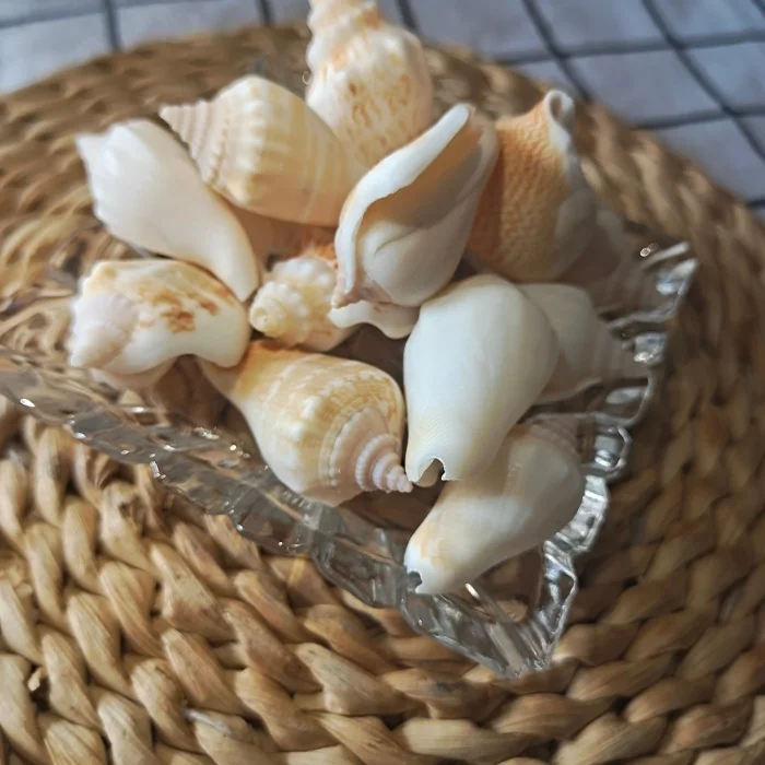 Natural Mixed Seashells Bulk Multiple Varieties Conch Shell Aquarium Home Decor DIY Crafts Souvenir Art Collectible JS