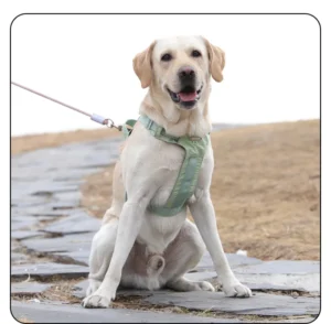New Light Weight Solid Color Nylon Dog Harness Adjustable No Pull Breathable Pet Chest Harness for All Size Dogs
