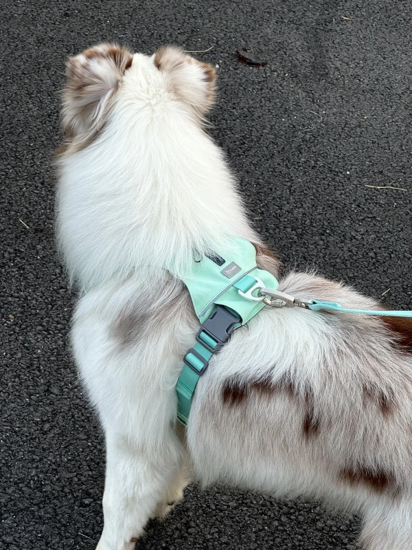OEM Customized Logo Pet Supplies Nylon Printing Adjustable No Pull Multifunction Leashes Soft Padded Dog Harness Set