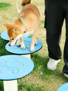 Outdoor Pet Training Tunnel Sets Obstacle Course Sets for Pet Park Community Backyard Dog Club Pet Dog Training Equipment