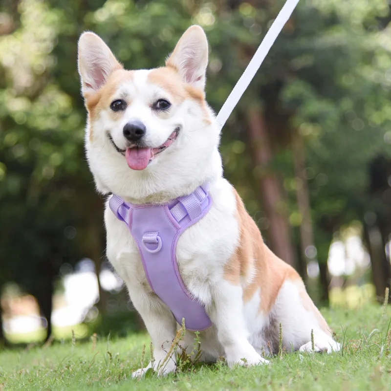 Personalized Dog Harness and Leash Set Animal Print Padded Comfort Buckle Closure 100% Cotton