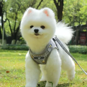Personalized Dog Harness for Large Dogs Luxury Cute Puppy Dog Running Harness