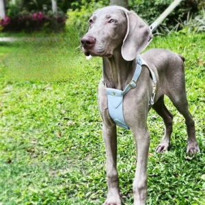 Pet Collars Leashes and Harness Set Luxury Leather Dog Harness and Leash Set