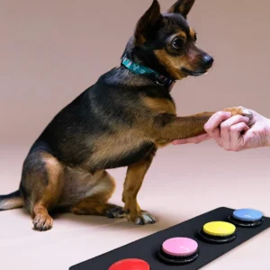 Pet Communication Recording Sound Interactive Button Dog Training Recording Sound Box Pet Puzzle Toys