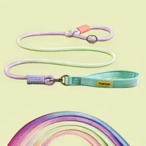 Pet Dog Cat Accessories Fashion Gradient Colors Heavy Duty Training Nylon Luxury Rope Slip Lead Dog Collar and Leash Set