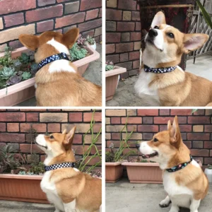 Pet Dog Collar Small and Medium Sized Dog Leash Dog Leash Pet Supplies