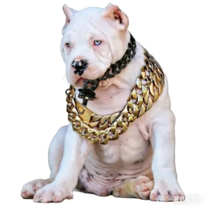 Pet Dog Products Custom Logo Stainless Steel Rust Proof Bite Resistant 18k Gold Big Cuban Link Chain Dog Collar