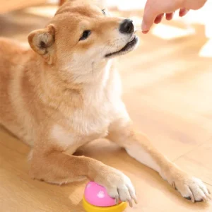 Pet Training Supplies Interactive Dog Training Sound Button Recording Pet Toy With Improved Communication Feature