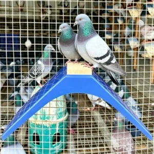 Pigeon Breeding Cage Accessories Detachable Pigeon Perch Stand Plastic+Wooden Blue