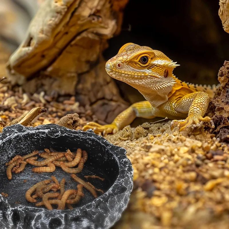 Reptile Feeding Dish & Water Bowl Multi Species Terrarium Essentials for Tortoises Lizards & Frogs