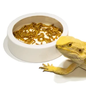 Reptile Large Ceramic Water Dish Food Bowl for Gecko Snake Chameleon White Black