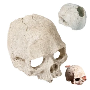 Resin Amphibian Reptile Skull Animal Skin Aquarium Ornaments Landscape Pet Supplies Reptiles