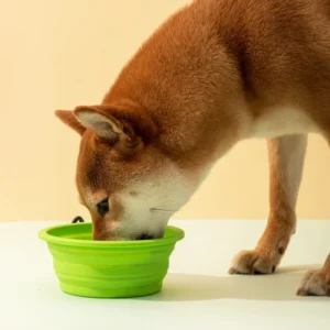 Rounded Feeders Collapsible Pet Cat Travel Drinking Water Food Feeding Bowls Dog Slow Feeder Bowl Silicone Pet Bowl