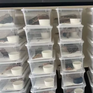 Second-generation Reptile Cage Breeding Box Breeding Container Bearded Dragon Eyelash Horned Spider Horned Frog