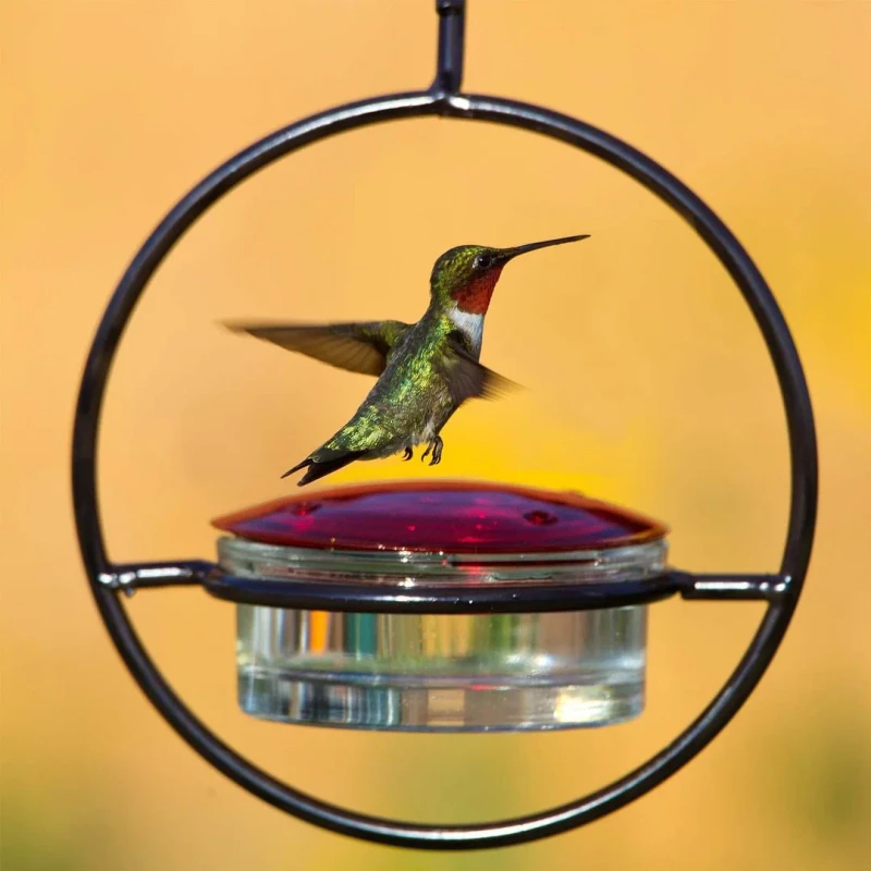 Simple Other Hummingbird Feeder Rounded Bowl Manual Stocked Hanging Pet Supplies Birds Indoor Outdoor Use Travel Friendly