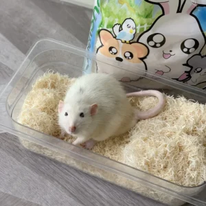 Small Animal Supplies Aspen Paper Pet Bedding Dust Free Poplar Sawdust Water Absorbing and Deodorizing Shavings for Hamster