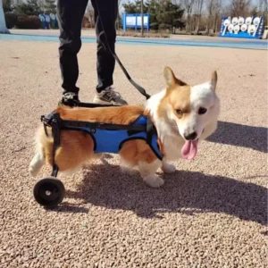 Small Large Dogs Hind Limb Paralysis Auxiliary Cat Teddy Aluminum Pet Wheelchair Disabled Dog Bracket Pet Carriers Travel