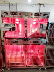 Stainless Steel Veterinary Pet Cage for Animal Hospital